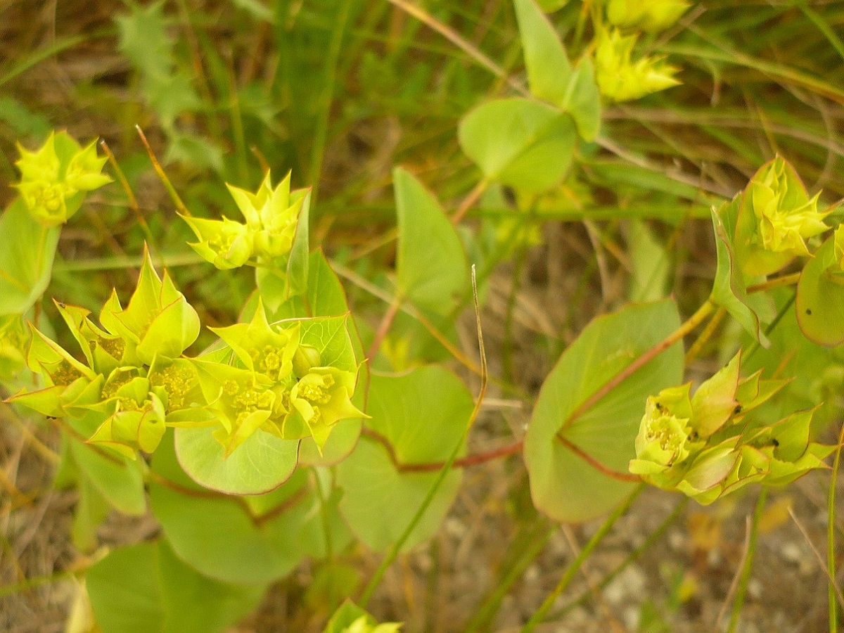 Bupleurum rotundifolium (Apiaceae)